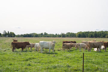 Obraz premium Cows at the meadow on a sunny day
