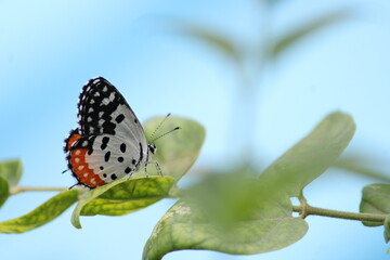 Beautiful butter fly sitting on branch in home garden. Beautiful butterfly in Bright sunny day. Colourful butterfly 