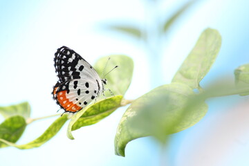 Beautiful butter fly sitting on branch in home garden. Beautiful butterfly in Bright sunny day. Colourful butterfly 