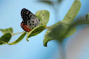 Beautiful butter fly sitting on branch in home garden. Beautiful butterfly in Bright sunny day. Colourful butterfly 