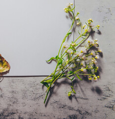 Moody wedding styled composition with blank white paper card. Feminine desktop mockup scene with green herbs, jute string, vintage fall dry leaves. Top view flat lay photo.