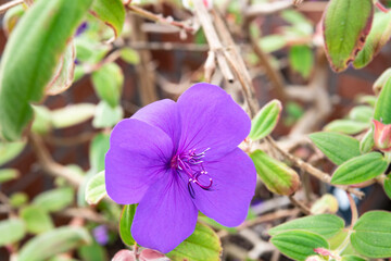Tibouchina Urvilleana flower in Bloom