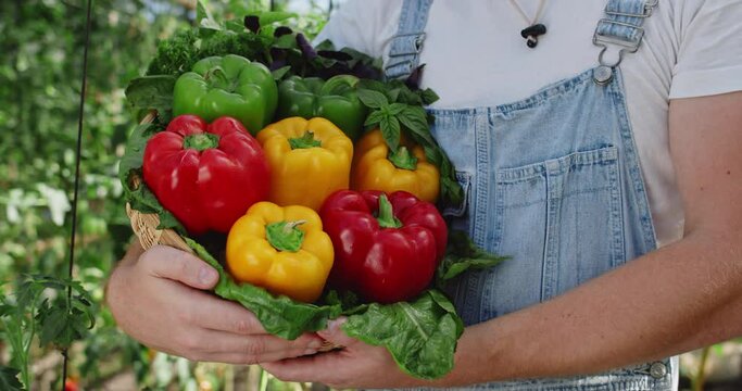 Crop view of caucasian person holding basket of colourful bell pepers and greenery while standing in greenhouse. Concept of farming and harvest