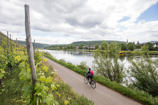 Radfahrer an an der Mosel zwischen Reil und Zell