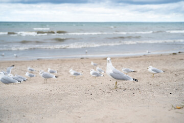 A lot of Seagulls on the beach