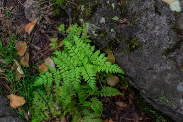 green fern leaf near textured stone in forest ground with leaves