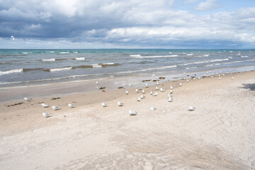 A lot of Seagulls on the beach