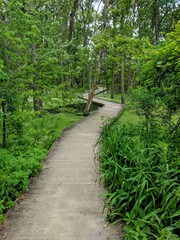 Obraz premium path in the forest
