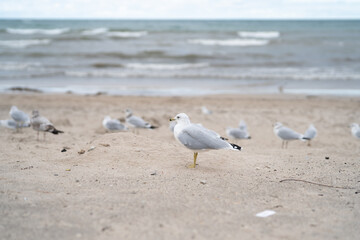 Fototapeta na wymiar A lot of Seagulls on the beach