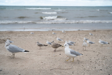 A lot of Seagulls on the beach