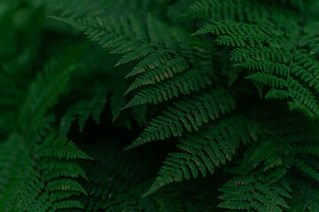 Fototapeta na wymiar low-key green fern leaves, dense dark grass in the siberia forest