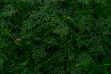 Naklejka na ściany i meble dense green grass fern leaves in the forest, siberia