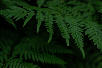 green fern leaves in dark, dense grass in siberia forest