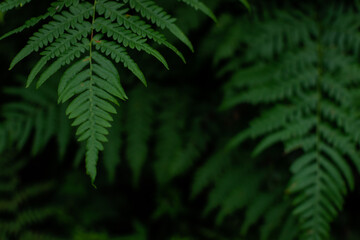 green fern leaves in dark, dense grass in siberia forest, pattern