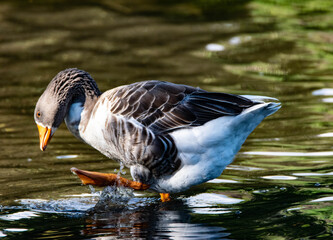 goose on the water