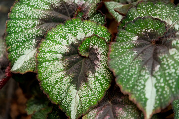 Green leaves background. Home plants. Fibonacci sequence