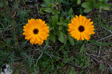 Two beautiful orange flowers on a field. Green background. Picture from Malmo, in southern Sweden