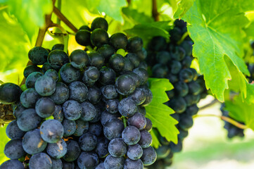 赤ワインのぶどう