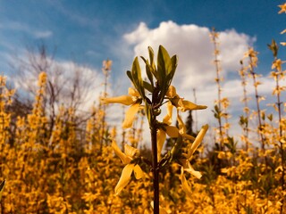 Yellow plants and blue sky.