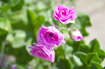 Pink flowers in the garden with green leaves in the background