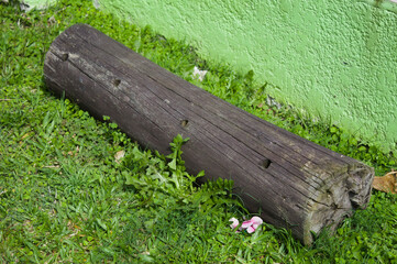 Obraz premium Fallen tree trunk and over garden grass