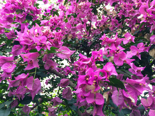 beautiful flowers in Hakone Gora Park, Japan
