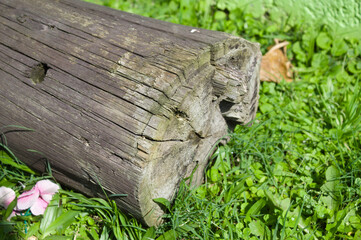 Fallen tree trunk and over garden grass