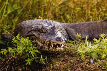 Obraz premium Alligator in the swamp, Ibera, Corrientes, Argentina