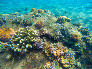 Naklejka na ściany i meble Coral reef and fishes underwater photo closeup. Tropical sea bottom view. Diverse coral reef plants and animals. Tropical seashore ecosystem. Warm sea water inhabitant. Marine animals in wild nature
