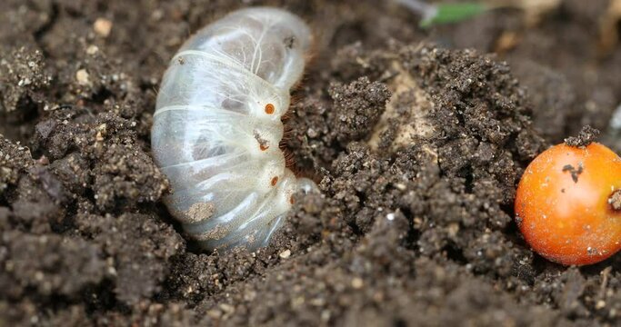 The cockchafer grub, Maybug grub or doodlebug grub 