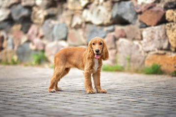 english cocker spaniel puppy standing by a wall outdoors