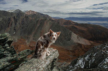 border collie dog in the mountains © Weks