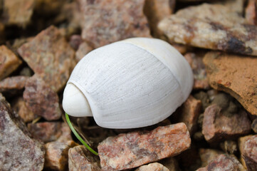 Seashell found on Atlantic Ocean beaches