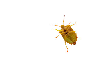 Spined Soldier Bug, Podisus maculiventris isolated on a white background