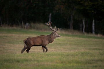Red Deer on the meadow. Deer during rutting season. Deer patrol on the meadow. European wildlife nature