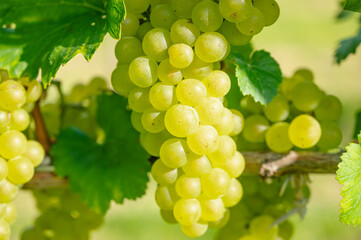 白ワインぶどうの実