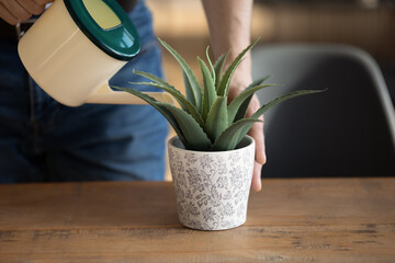 Crop close up of man hold pot can pour liquid watering green house plant, decorating office or...