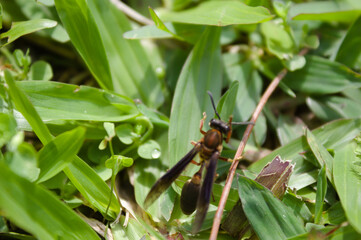 Wasp on the grass and in the garden of a house