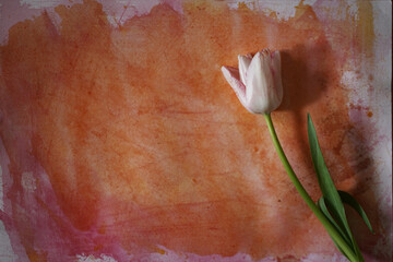 one white Tulip is lying on a paper painted with orange watercolors