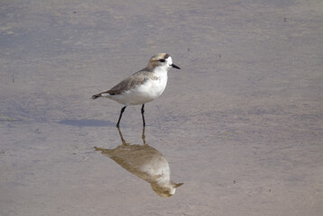 Snowy plover (Charadrius nivosus) in Laguna Chaxa in the Atacama desert in the north of Chile