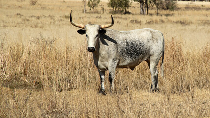 Color landscape photo of Nguni cattle with long, thick horns, Potchefstroom, SouthAfrica.  Winter-time