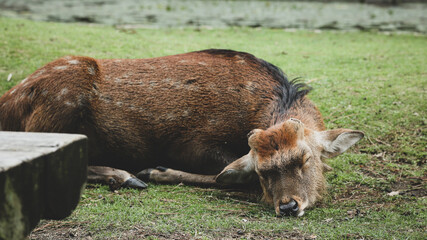 Obraz premium deer in the grass