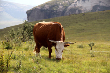 bull, cattle, color, cow, drakensberg, drakensbergmountains, grass, green, green-grass, horns, landscape, mountain, nature, nguni, photo, qwaqwa, rural, southafrica, wallart, fine-art,agri,farming,mea