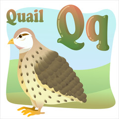 Letter Q, quail, brown wild bird, little wild hen drawn in cartoon style. Children's English alphabet. Vector illustration isolated on white background