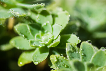Macro of dew water drops on a plants. Close up.
