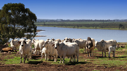 Fototapeta premium The Brahman is produced all over South Africa. The Brahman is a medium sized beef breed, with bulls weighing between 700 to 1000 kg and cows weighing between 450 kg to 650 kg. Calves are generally sma