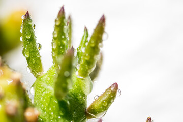 Cactus with drops of water in macro. close up.