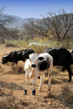 Color portret photo of a Nguni calf,  Dome-area,  Potchefstroom, SouthAfrica.  Winter-time.
