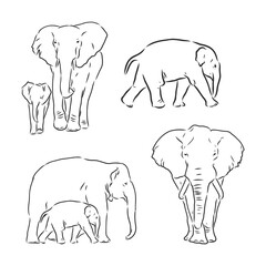 Vector illustration. Hand drawn realistic sketch of an elephant. elephant vector sketch illustration