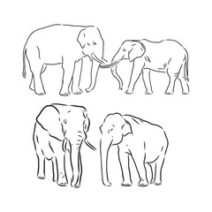Vector illustration. Hand drawn realistic sketch of an elephant. elephant vector sketch illustration